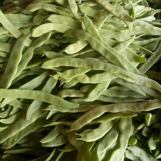莘县绿扁豆 扁豆荚
