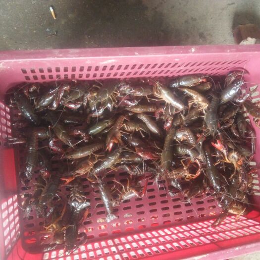 监利市监利小龙虾 4-6钱 人工养殖
