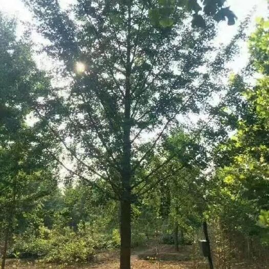 邳州市银杏实生苗