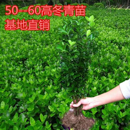 沭阳县冬青苗
