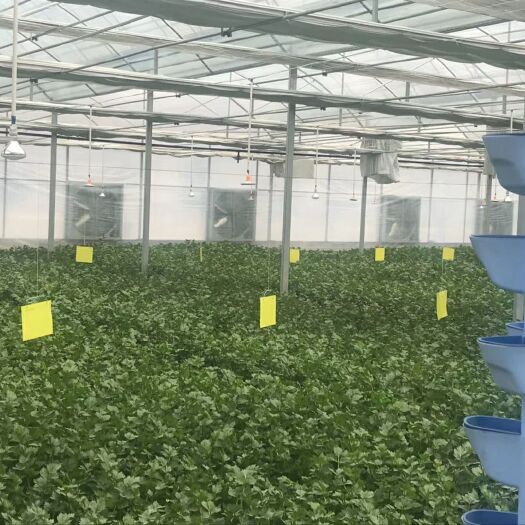 鸡泽县文洛式温室大棚 蔬菜大棚