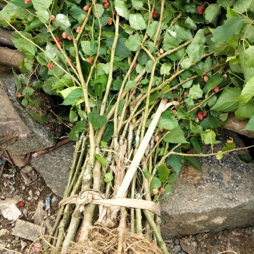 灵山县果桑苗