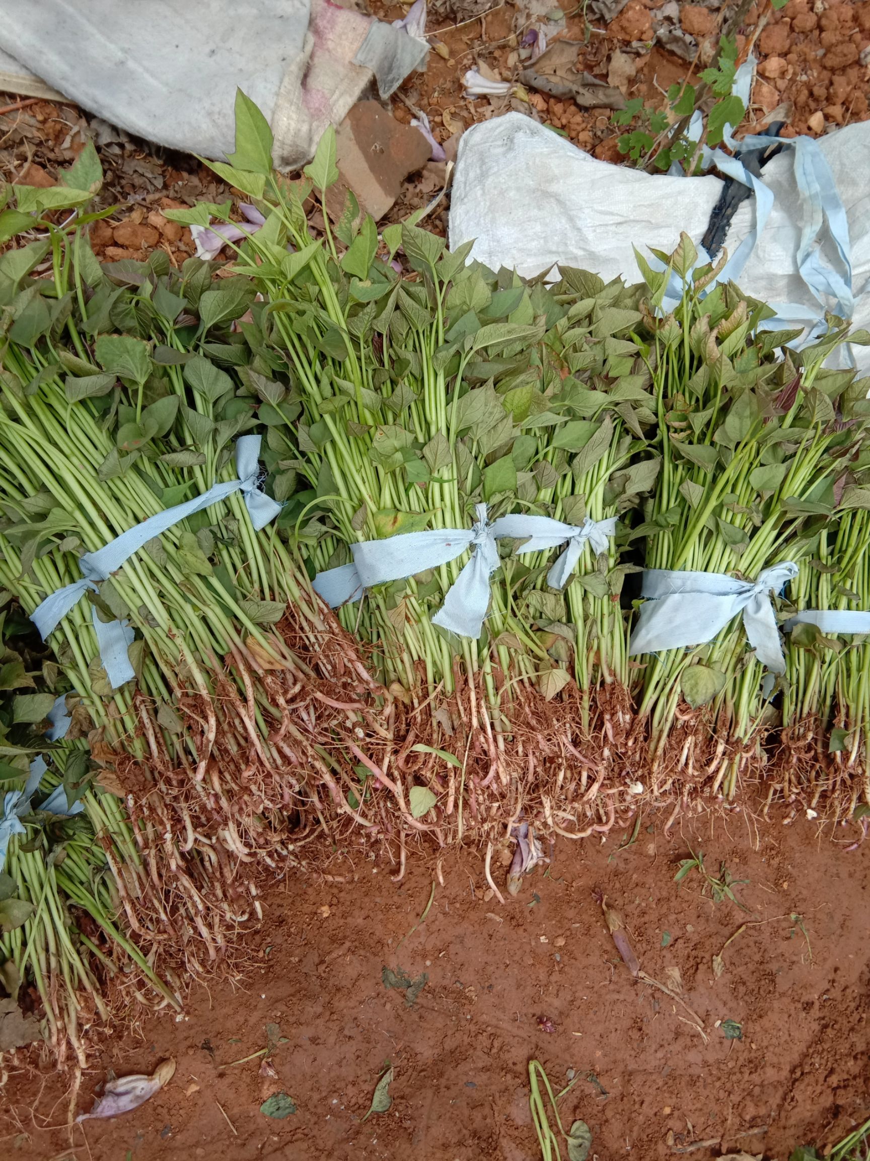 商薯19红薯苗 15~25cm