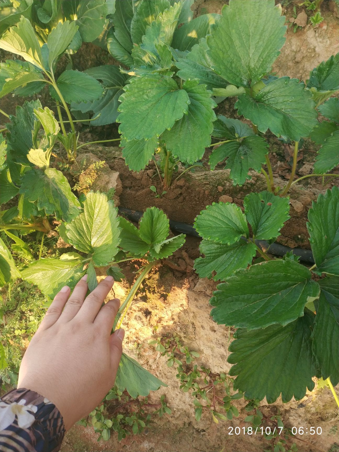 甜宝草莓苗 20~30公分 地栽苗