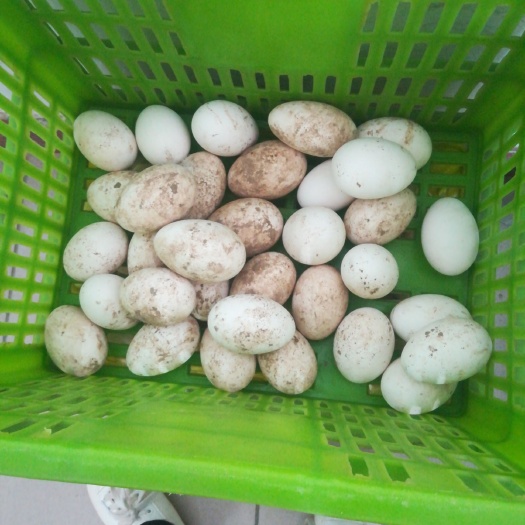 新郑市鲜鹅蛋 食用 散装