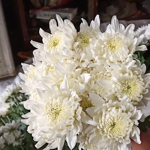 东海县白菊花