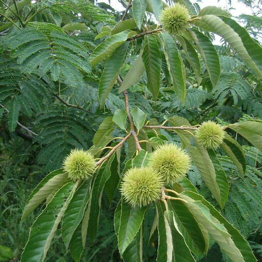 灵山县大红袍板栗苗 嫁接苗 0.5~1米