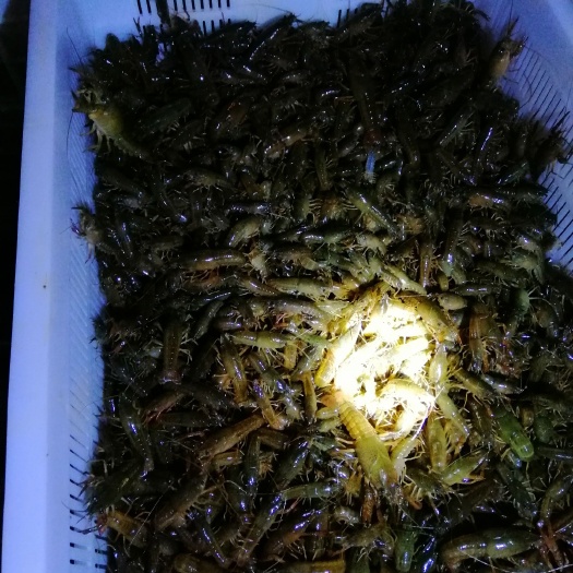 洪湖市龙虾苗