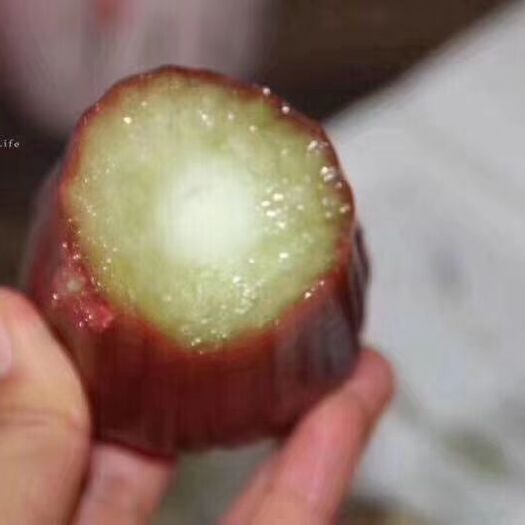 灵山县黑金刚莲雾苗 黑金刚莲雾，