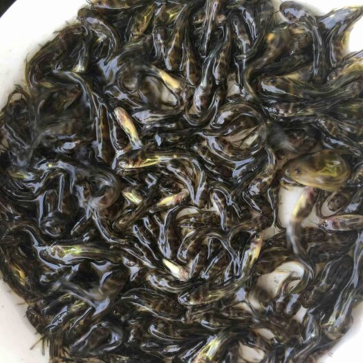 遂宁大口鲶鱼苗