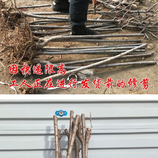 沭阳县黑珍珠苗 车厘子美早大红灯嫁接果树苗