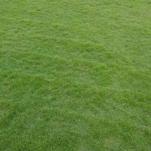 广州马尼拉草皮