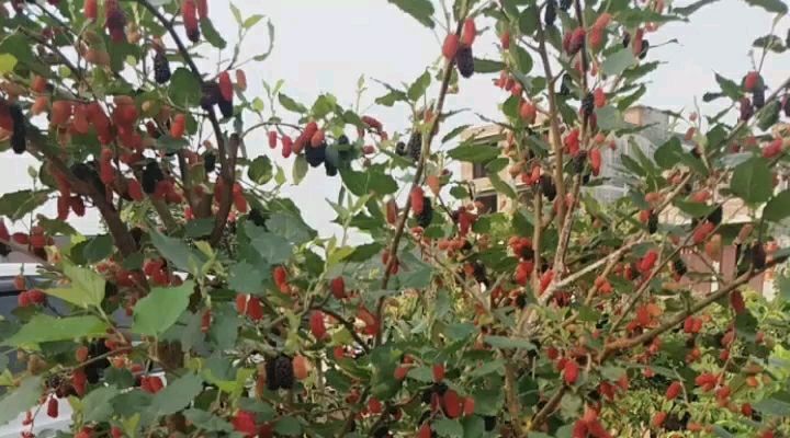 灵山县长果桑苗 大果桑，四季结果，裸根发货