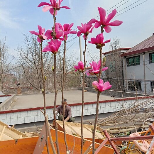 红玉兰