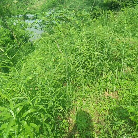 凤凰县黄精种苗 湖南湘西鸡头白花