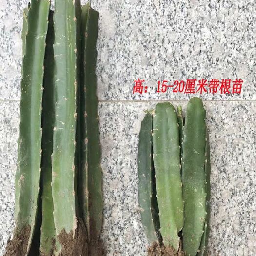 沭阳县红皮红肉火龙果苗