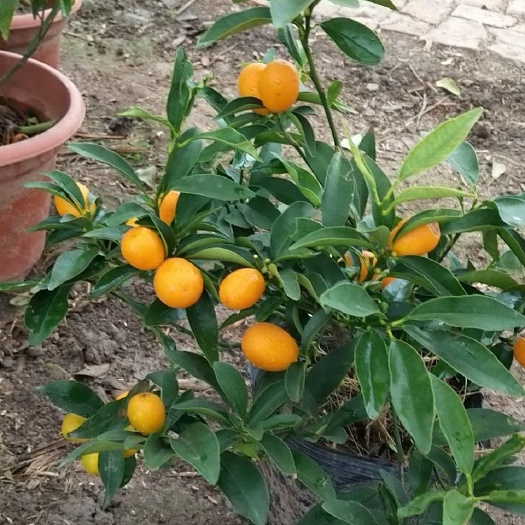 上蔡县脆皮金桔苗    盆栽精品小金桔，可观赏可食用。