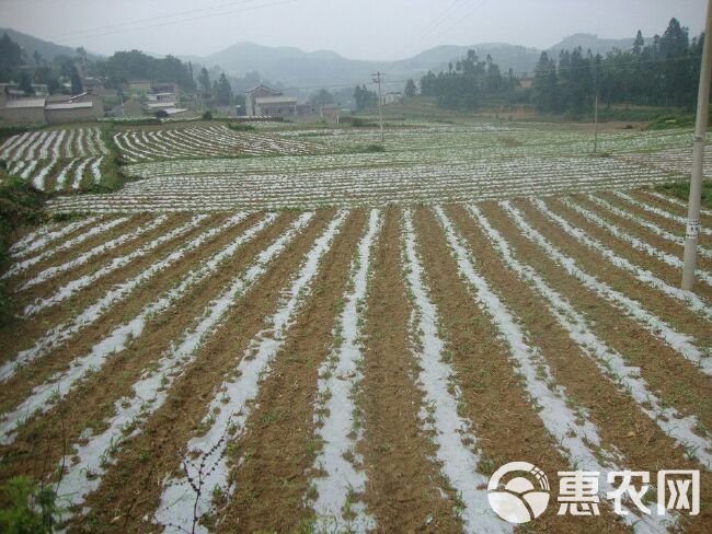 地膜机 白，黑色地膜薄膜塑料薄膜 地膜