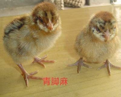广州 青脚麻鸡苗   青脚土鸡苗