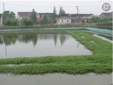 虾饲料 让水清爽鲜活，解水体毒