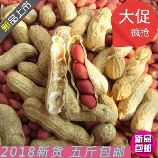 松原四粒红花生 带壳花生 干货
