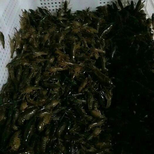 监利市虾苗