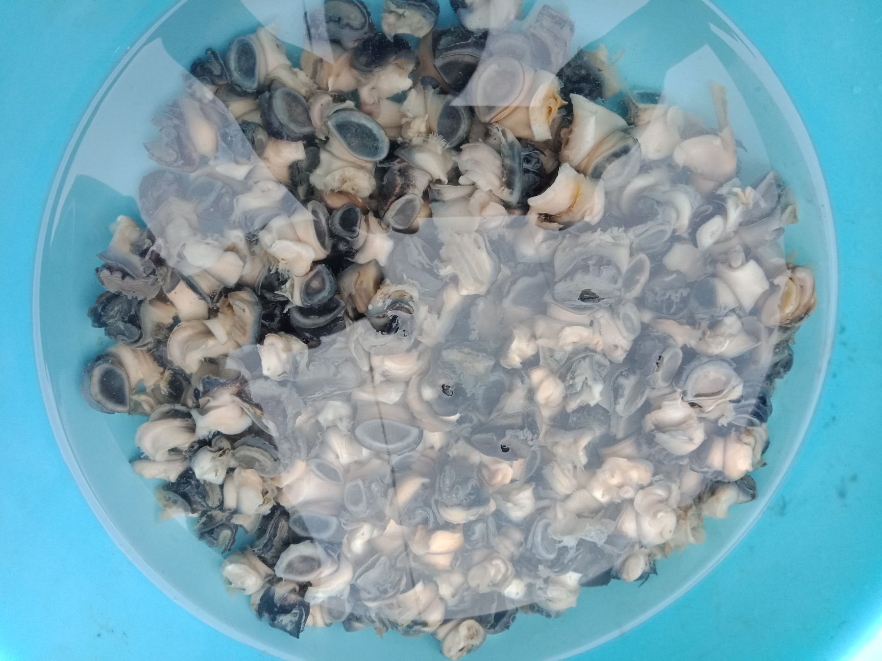 田螺肉 6-12个月