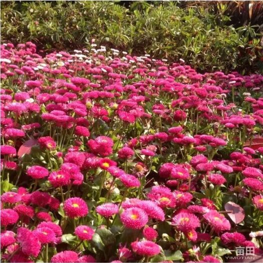 连云港邹菊花种子 四季可播 发芽率高