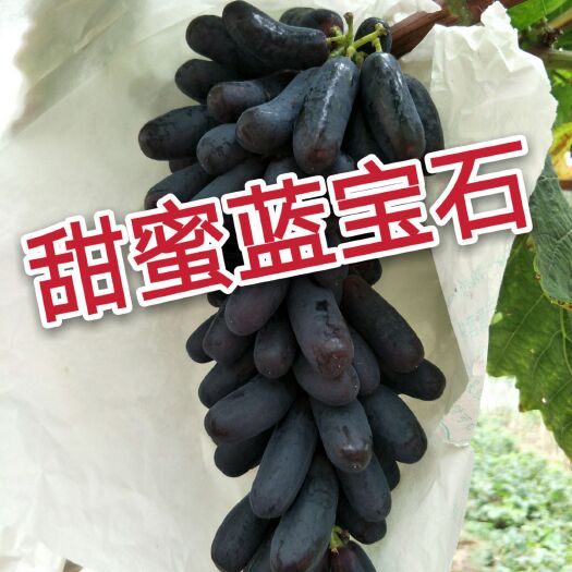 平度市蓝宝石葡萄苗