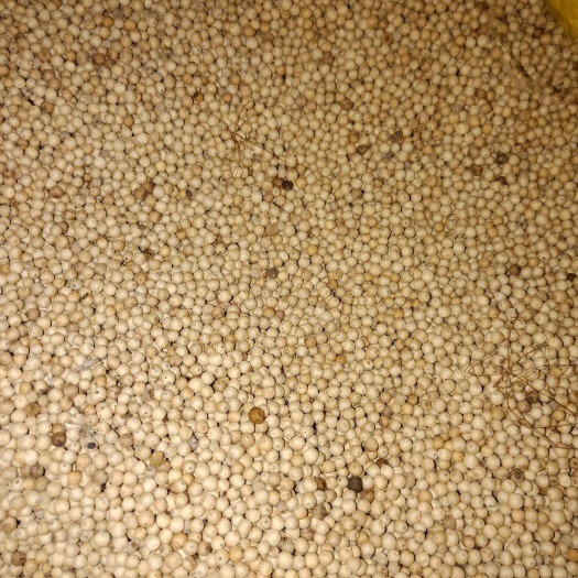 万宁市 纯正的海南白胡椒农村产