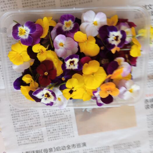 喀喇沁旗角堇