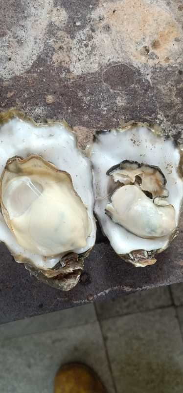 乳山牡蛎，2+生蚝鲜活。，新鲜