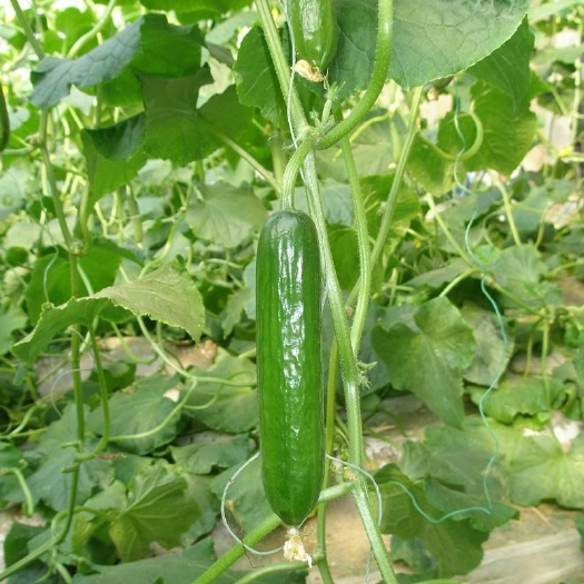 水果黄瓜 15~25cm