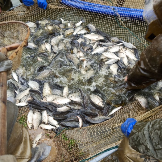宜丰县鲫鱼