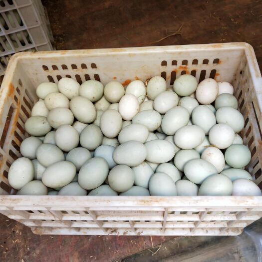 广水市绿壳鸭蛋 食用 箱装