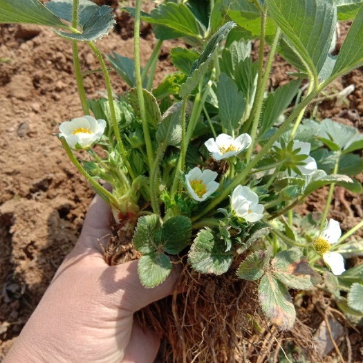 平邑县现挖现发美十三工用草莓苗 10公分以下 地栽苗
