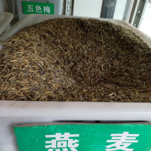 沭阳县燕麦草种子