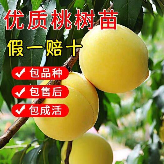 平邑县 桃树苗嫁接黄桃树苗南北方种植当年结果包成活包结果包品种