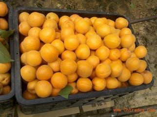 芮城县金太阳杏 50mm以上