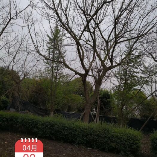 成都蓝花楹 5米以上