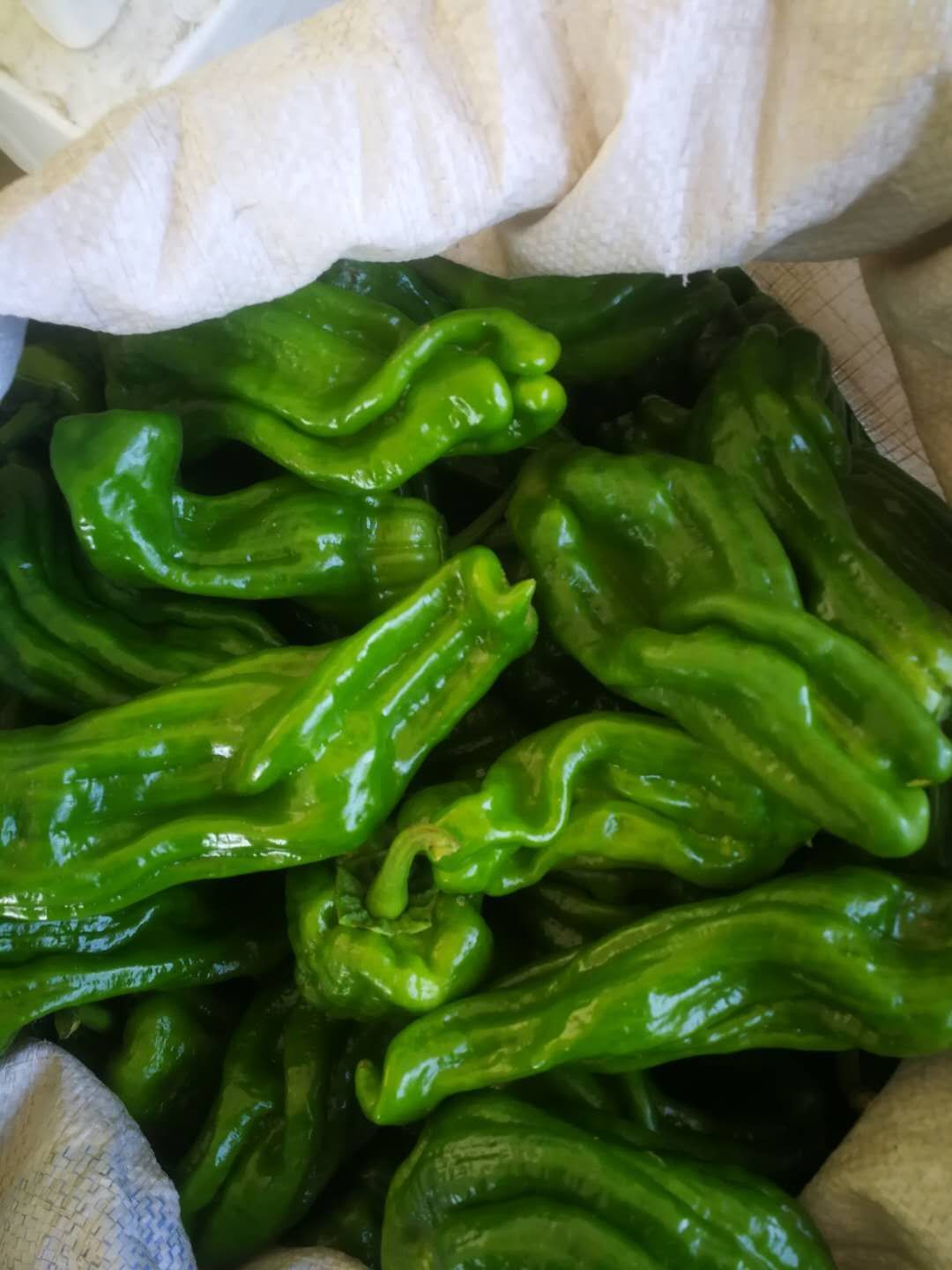[皱皮椒批发]皱皮辣椒 10~15cm 中辣 靑色价格1.4元/斤 - 惠农网