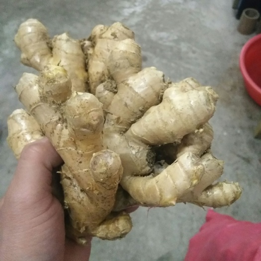 阳山县黄姜 混装通货 带土