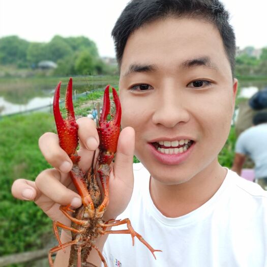 信丰县中国小龙虾 4-6钱 稻田虾