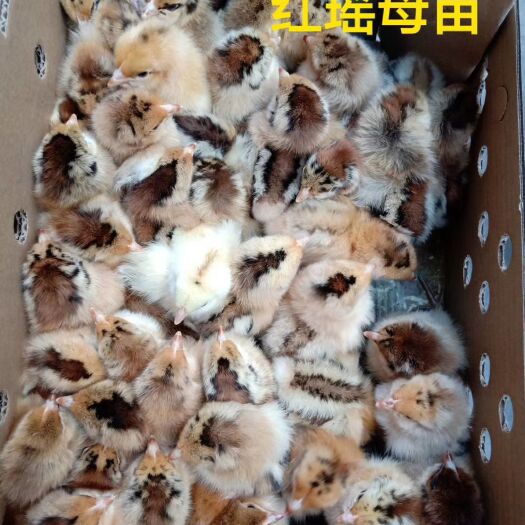 昆明红瑶鸡苗