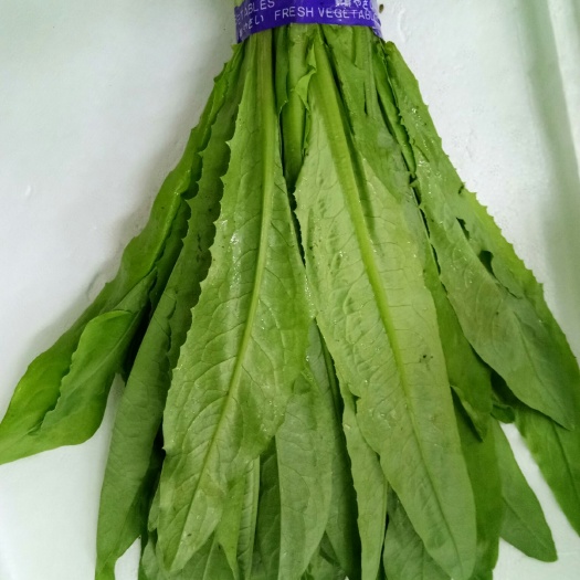 曹县青油麦 30~35cm