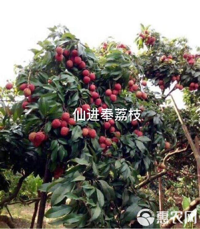 仙进奉荔枝苗 仙进奉荔枝