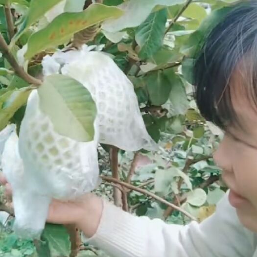 灵山县四季珍珠番石榴苗 珍珠番石榴当年种植当年挂果