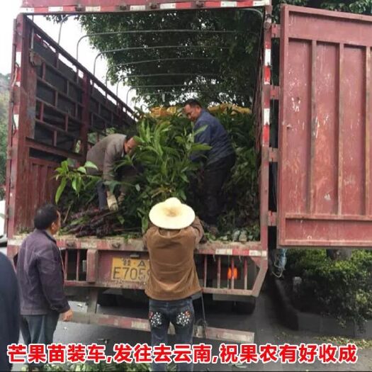 灵山县金煌芒果苗