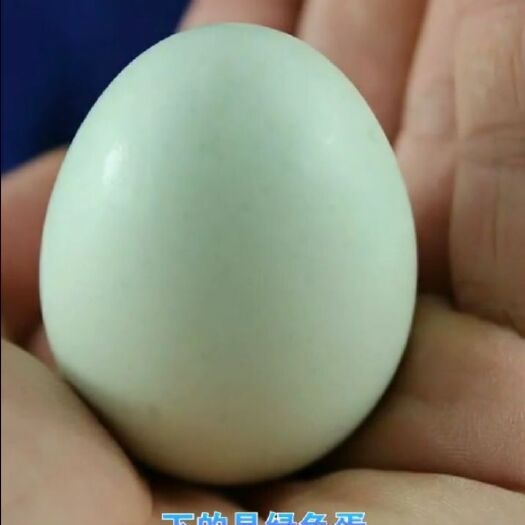 大连笨鸡蛋 食用 简包装