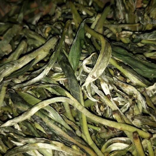 古树普洱茶 一级 散装